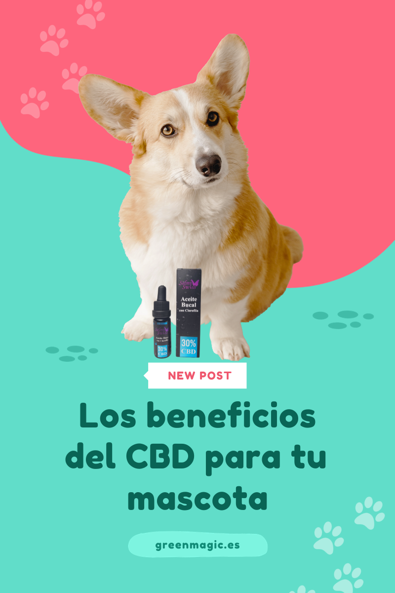 CBD para Mascotas: Elevando su Bienestar con la Maravilla Natural