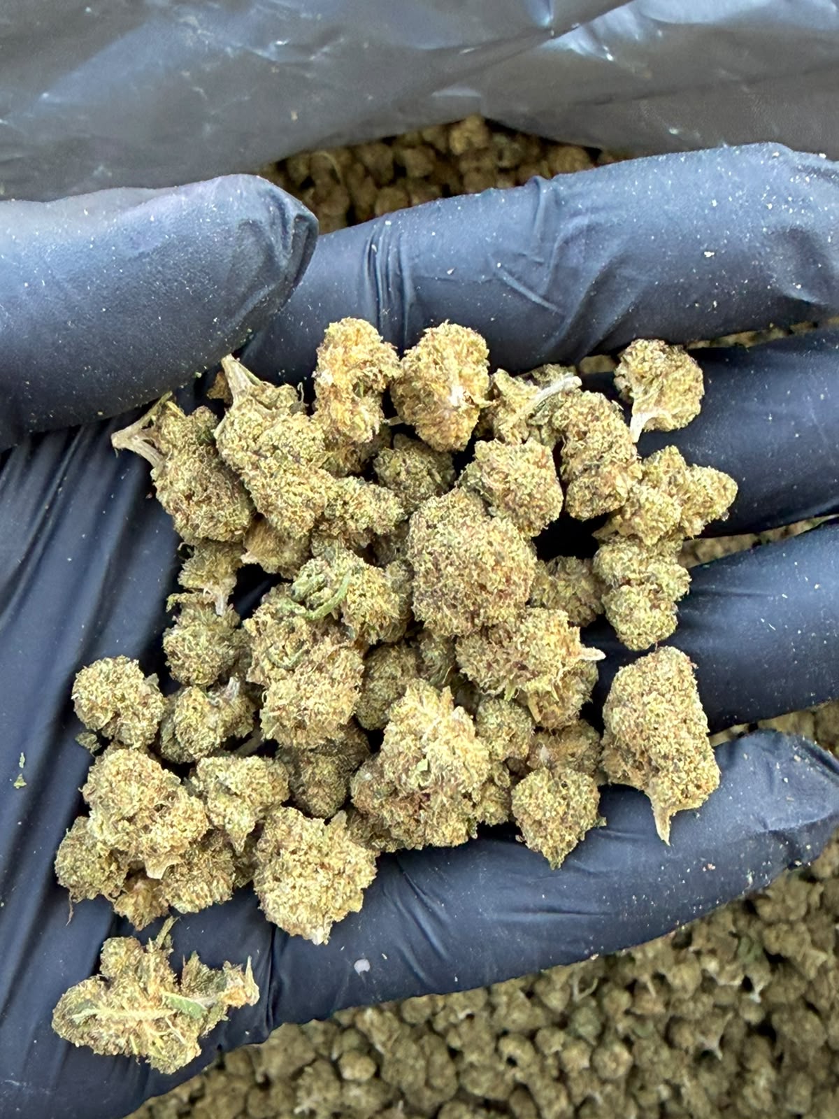 Zafiro Kush Small