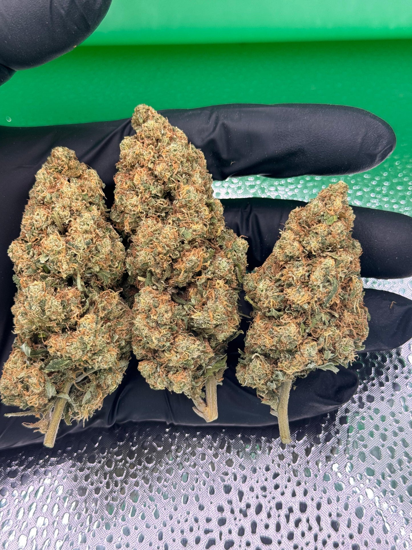 3 cogollos de Godzilla CBD hidropónica con una apariencia de calidad