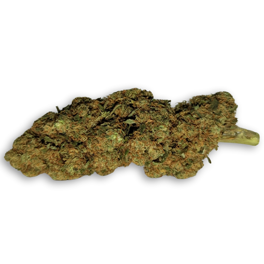 Un cogollo gigante de la variedad Godzilla CBD, textura prieta y un verde intenso demuestran que es de cultivo hidropónico