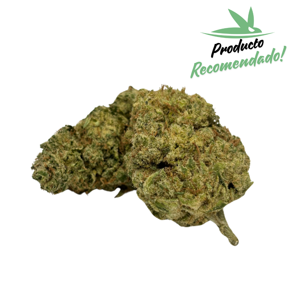 ¡¡Oferta 10g!! Northern Lights Hidroponica